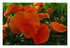 Mes fleurs.