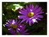 Mes fleurs.