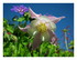 Mes fleurs.