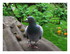 Le pigeon voyageur.