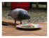 Le pigeon voyageur.
