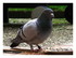 Le pigeon voyageur.
