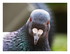 Le pigeon voyageur.