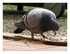 Le pigeon voyageur.