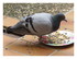 Le pigeon voyageur.