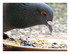 Le pigeon voyageur.