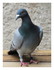 Le pigeon voyageur.