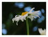 Dans mon jardin...