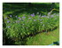 Dans mon jardin...