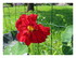 Dans mon jardin...