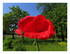 Dans mon jardin...