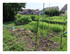 Dans mon jardin...
