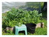 Dans mon jardin...