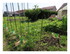 Dans mon jardin...
