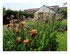 Dans mon jardin...