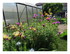 Dans mon jardin...