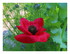 Dans mon jardin...