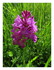 Anacamptis pyramidalis.