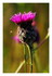 Des fleurs !