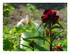 Des fleurs !