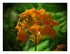 Des fleurs !