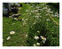 Des fleurs !