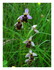 Les Vosges les orchidées et l
