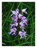 Les Vosges les orchidées et l