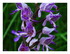 Les Vosges les orchidées et l