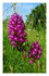 Les Vosges les orchidées et l