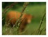 Paysages Vosges.