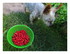 Les premières fraises du jard