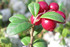 Un kiwaï et un cranberry.