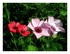 Les fleurs !