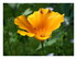 Les fleurs !