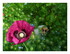Les fleurs !