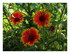 Les fleurs !