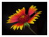 Les fleurs !