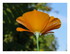 Les fleurs !