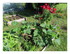 Le jardin !