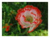 Coquelicot !