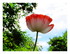 Coquelicot !