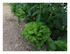 Dans mon jardin ...
