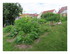 Dans mon jardin ...