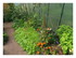 Dans mon jardin ...