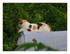 Dans mon jardin ...