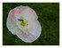 Gentil coquelicot, nouveau.