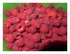 Framboises et courgettes !