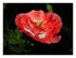 Gentil coquelicot, nouveau.