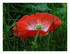 Gentil coquelicot, nouveau.